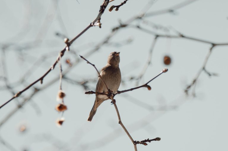 Aprobado el listado de especies vegetales autóctonas o adaptadas a Madrid